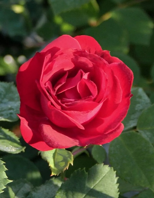 Роза парковая Катберт Грант